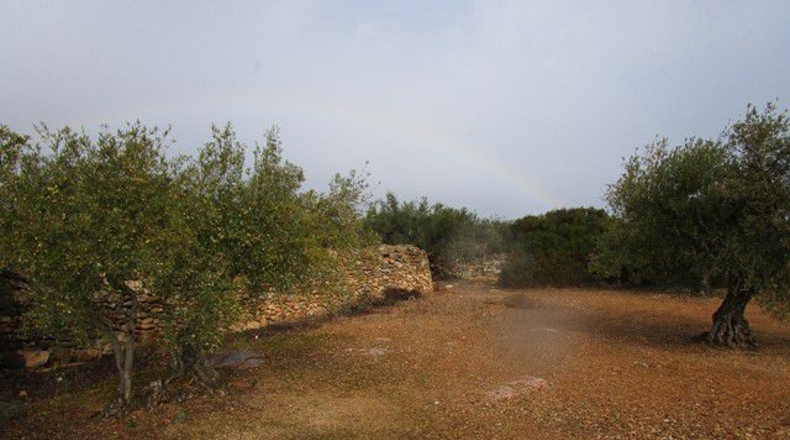Tarragona - Alfara de Carles - 15260m2