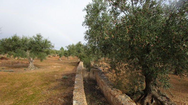Tarragona - Alfara de Carles - 15260m2