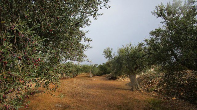 Tarragona - Alfara de Carles - 15260m2