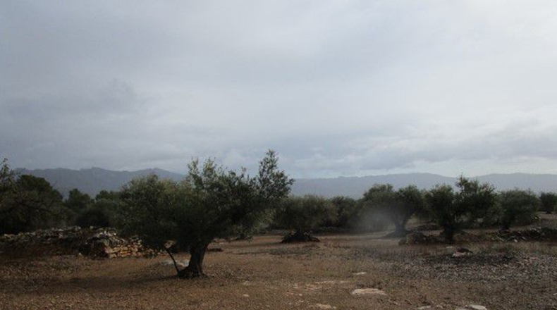 Tarragona - Alfara de Carles - 15260m2
