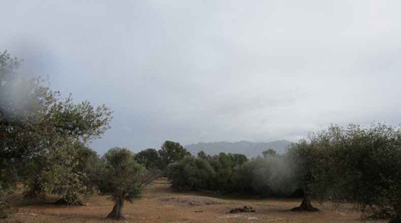 Tarragona - Alfara de Carles - 15260m2