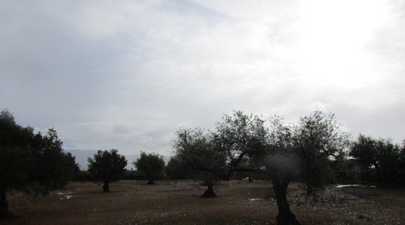 Tarragona - Alfara de Carles - 15260m2