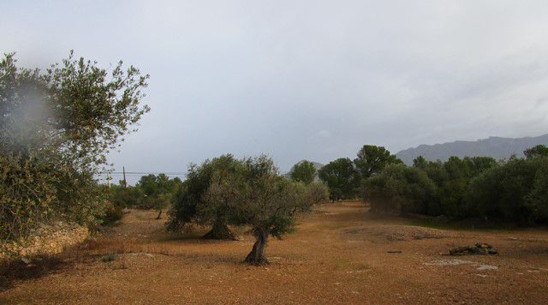 Tarragona - Alfara de Carles - 15260m2