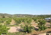 Terreno no urbanizable en venta en Tortosa ref: TR36560 foto