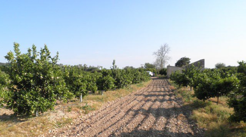 Tarragona - Tortosa - 43800m2