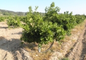 Terreno no urbanizable en venta en Tortosa ref: TR36560 foto