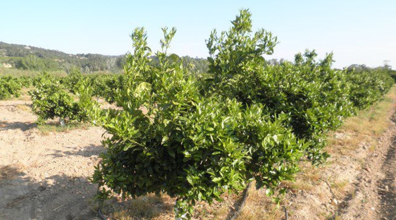 Tarragona - Tortosa - 43800m2