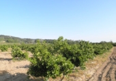 Terreno no urbanizable en venta en Tortosa ref: TR36560 foto