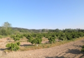 Terreno no urbanizable en venta en Tortosa ref: TR36560 foto
