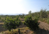 Terreno no urbanizable en venta en Tortosa ref: TR36560 foto