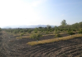 Terreno no urbanizable en venta en Tortosa ref: TR36560 foto