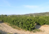 Terreno no urbanizable en venta en Tortosa ref: TR36560 foto