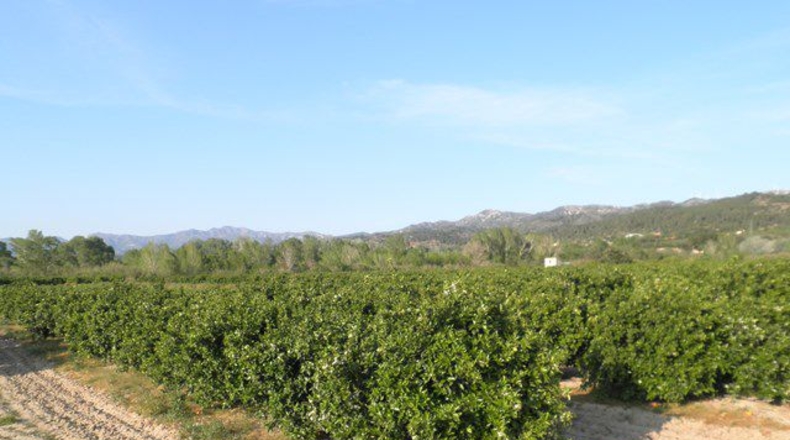 Tarragona - Tortosa - 43800m2
