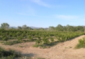 Terreno no urbanizable en venta en Tortosa ref: TR36560 foto
