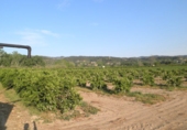 Terreno no urbanizable en venta en Tortosa ref: TR36560 foto