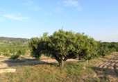 Terreno no urbanizable en venta en Tortosa ref: TR36560 foto