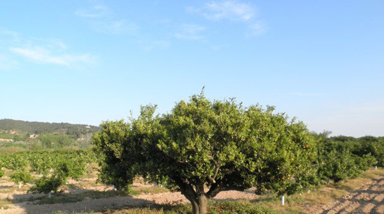 Tarragona - Tortosa - 43800m2