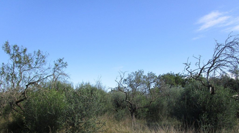 Tarragona - Aldover - 2190m2