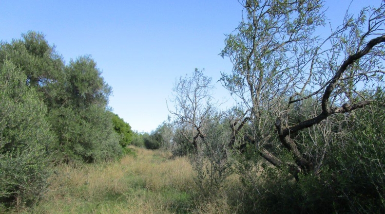 Tarragona - Aldover - 2190m2