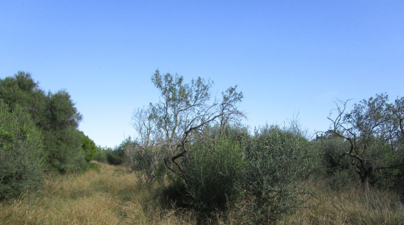 Tarragona - Aldover - 2190m2