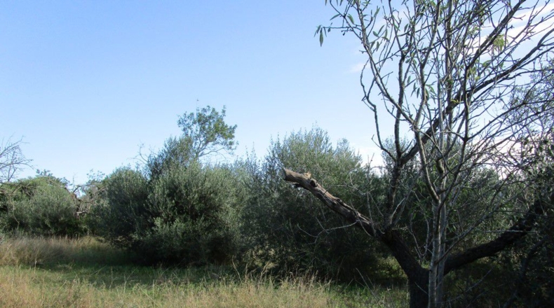 Tarragona - Aldover - 2190m2