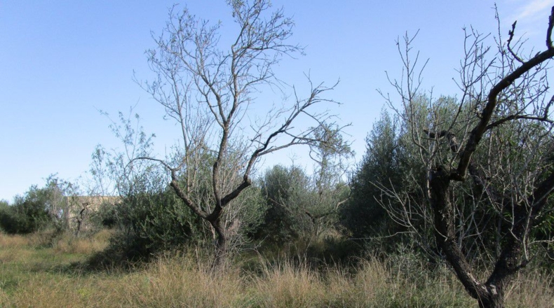 Tarragona - Aldover - 2190m2