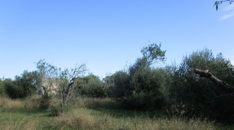 Tarragona - Aldover - 2190m2