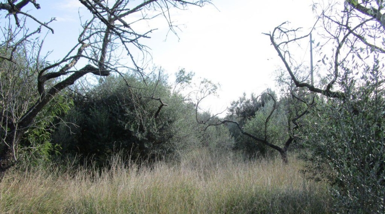 Tarragona - Aldover - 2190m2