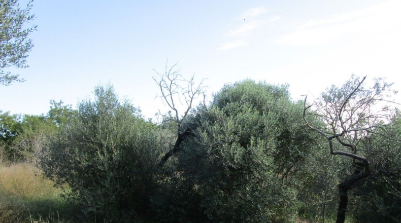 Tarragona - Aldover - 2190m2