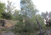 Terreno no urbanizable en venta en Tortosa ref: TR34701 foto