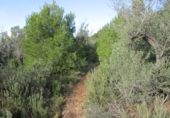 Terreno no urbanizable en venta en Tortosa ref: TR34701 foto