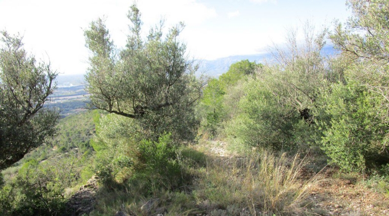 Tarragona - Tortosa - 19625m2