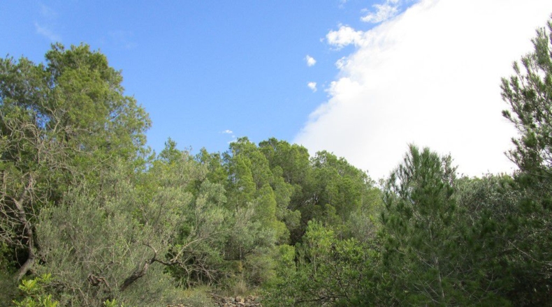 Tarragona - Tortosa - 19625m2