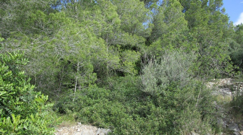 Tarragona - Tortosa - 19625m2