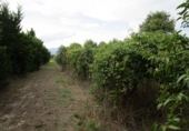 Finca rústica en venta en Roquetes ref: TR72978 foto
