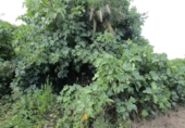 Finca rústica en venta en Roquetes ref: TR72978 foto