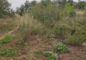 Terreno no urbanizable en venta en Roquetes ref: TR57274 foto