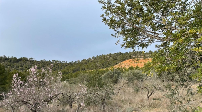 Tarragona - Benifallet - 105675m2