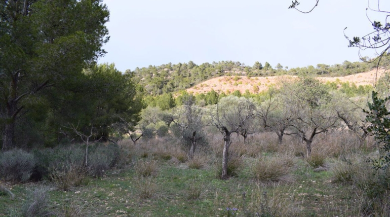 Tarragona - Benifallet - 105675m2