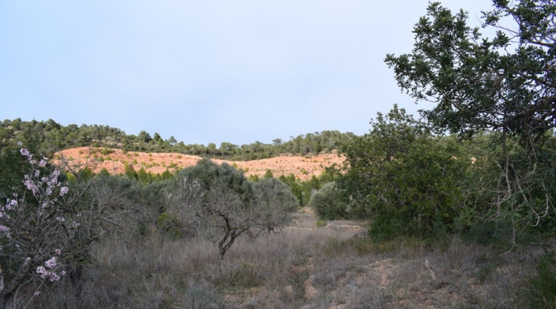 Tarragona - Benifallet - 105675m2