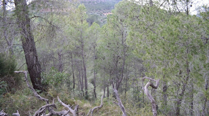 Tarragona - Benifallet - 105675m2