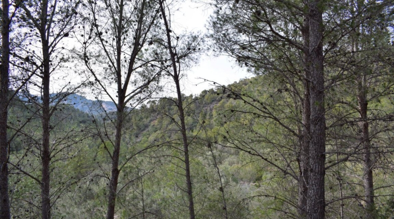 Tarragona - Benifallet - 105675m2