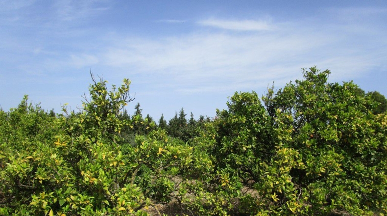 Tarragona - Aldover - 3078m2