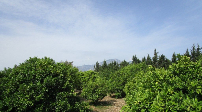 Tarragona - Aldover - 3078m2
