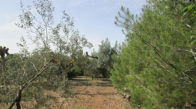 Tarragona - Aldover - 3078m2