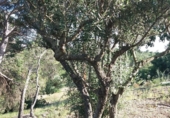 Chalet independiente con terreno en venta en Tortosa ref: TR89457 foto