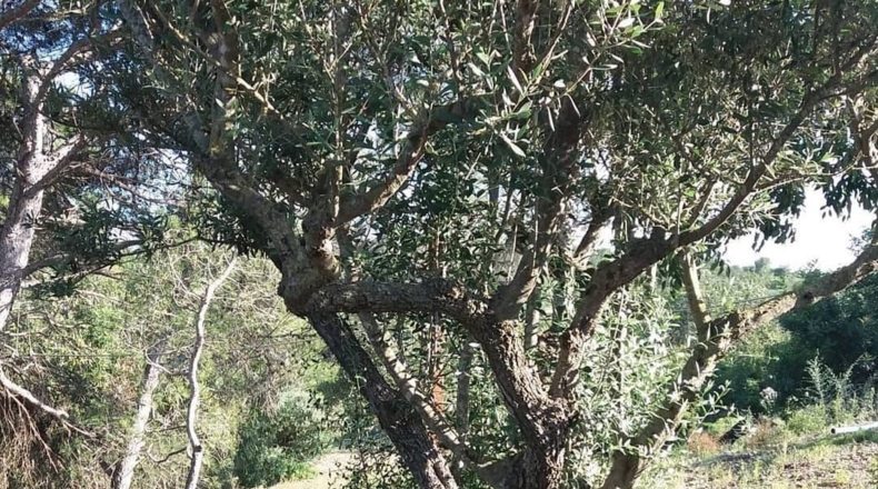 Tarragona - Vinallop - 22026m2