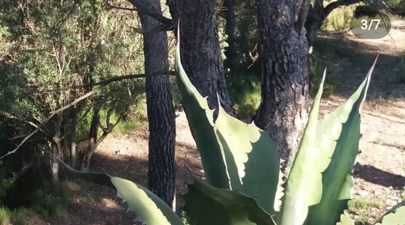 Tarragona - Vinallop - 22026m2