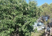 Chalet independiente con terreno en venta en Tortosa ref: TR89457 foto
