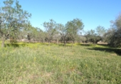 Terreno no urbanizable en venta en Aldover ref: TR232664 foto